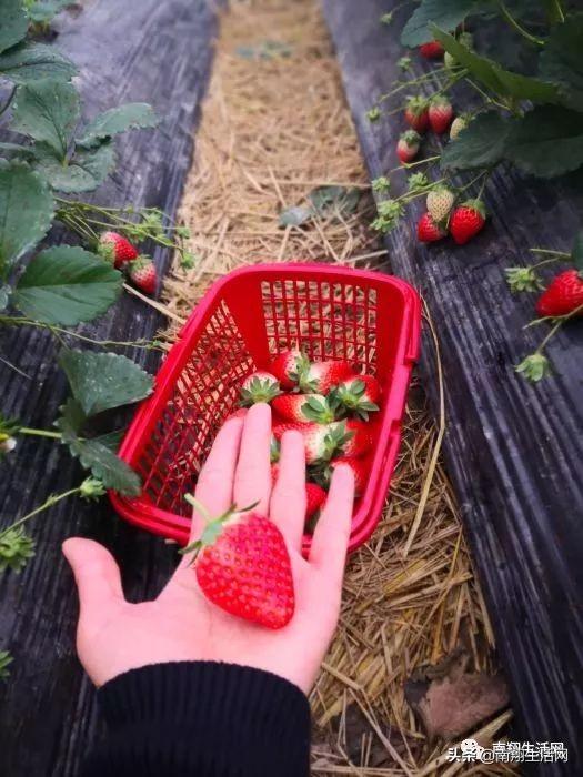 花68元装走30斤草莓，尝鲜正当季！