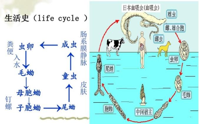 落幕流苏 第5页