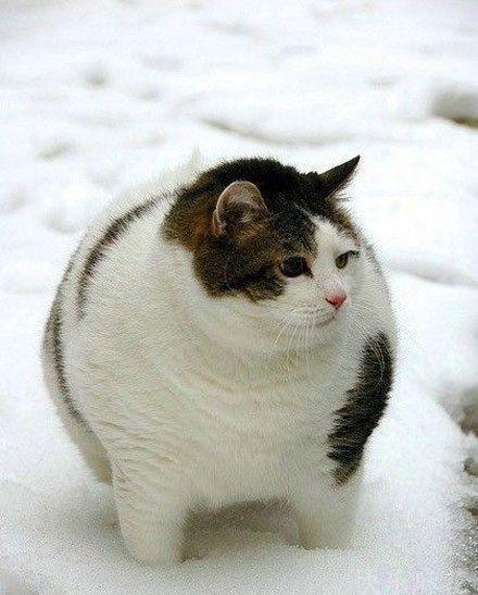 胖猫事件引发深思，90多吨外卖食物被浪费的背后故事
