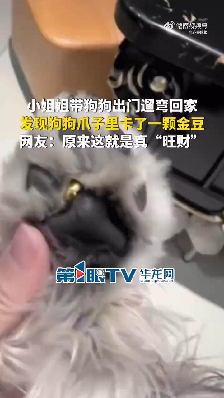 狗爪夹回3克重金豆，一场趣味与智慧的较量
