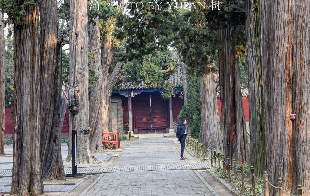 安徽网红树被砍事件揭秘，农户行为背后的真相与回应