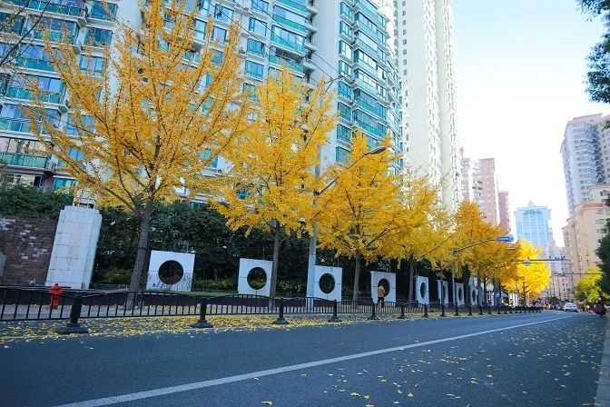 上海人行道树，繁华都市中的绿色风景线