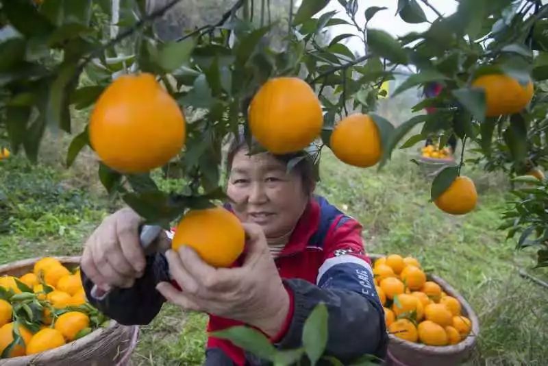 甲亢哥大胆尝试，不剥皮直接品尝路人递来的耙耙柑