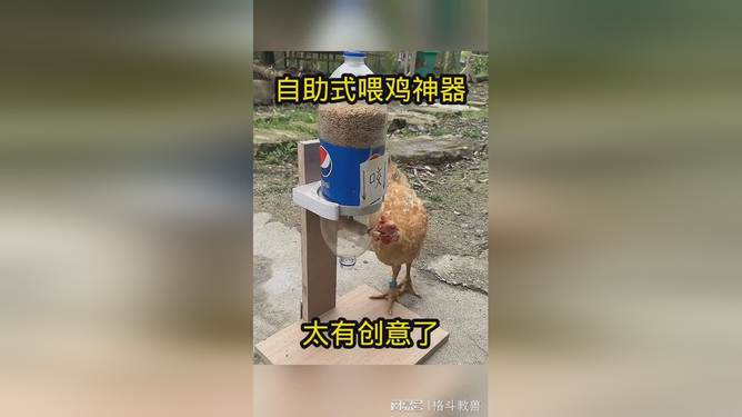 喂鸡神器视频，现代科技与传统养殖的完美结合