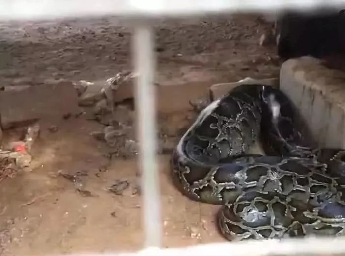 村民家中废弃猪场现六条蟒蛇，深度解读背后的意义