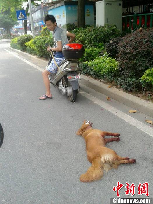 未拴绳狗被撞倒死亡引发冲突，狗主人暴打骑手