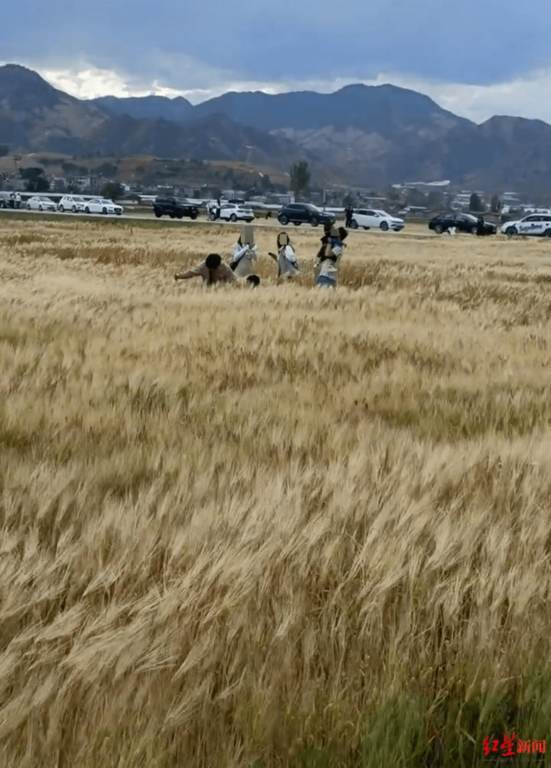 网红麦田遭游客踩踏背后的反思