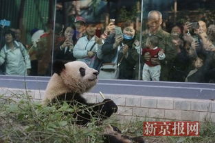 北京动物园之星，萌萌的魅力之旅