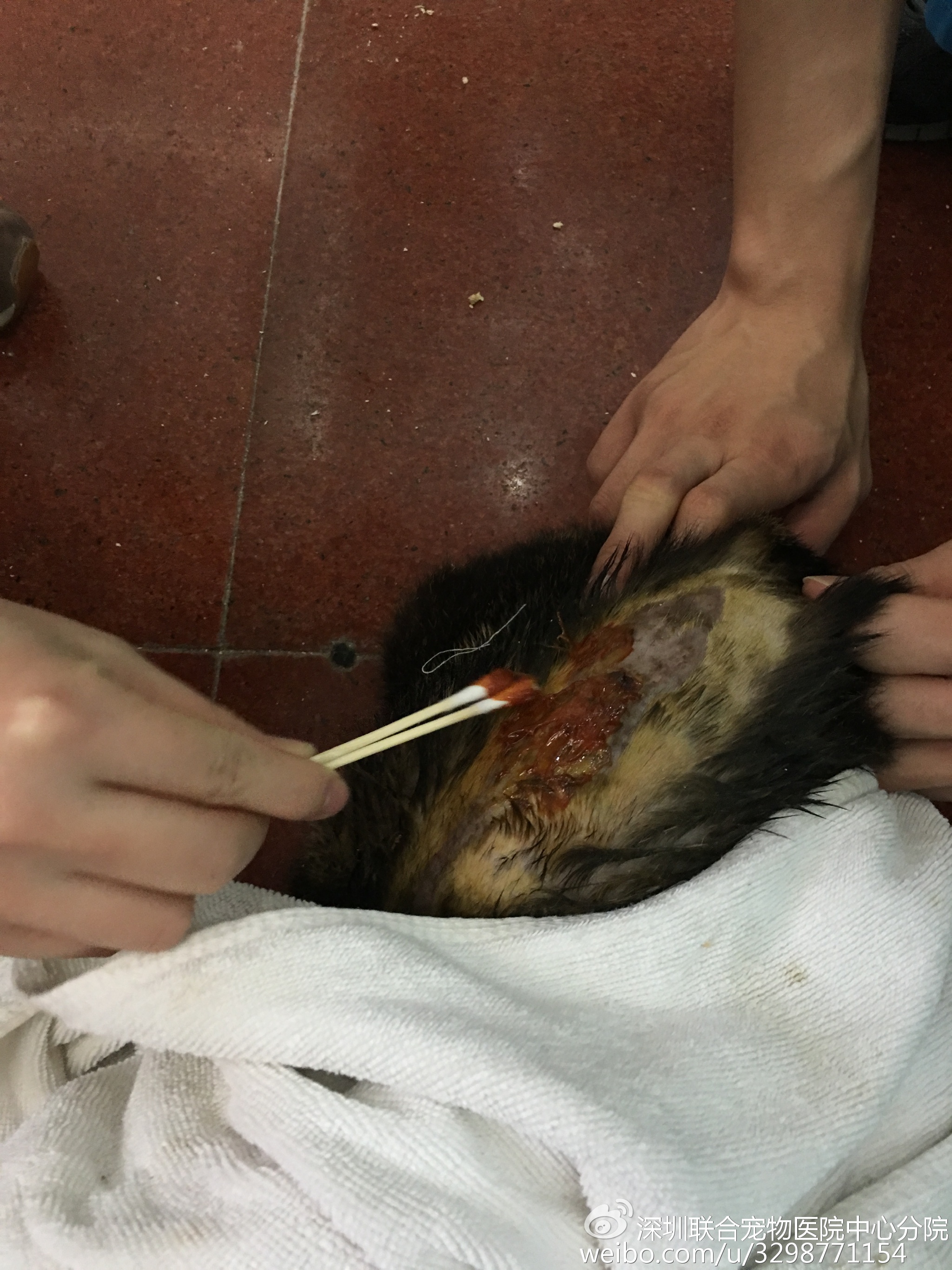 猫掉进火锅烫伤事件，惊魂一刻引发深思