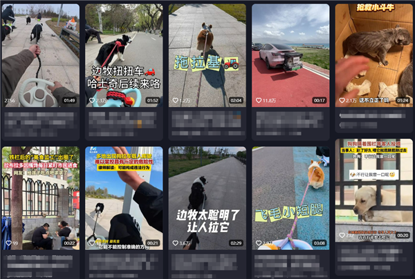 狗拉车急驶，路上的冒险之旅