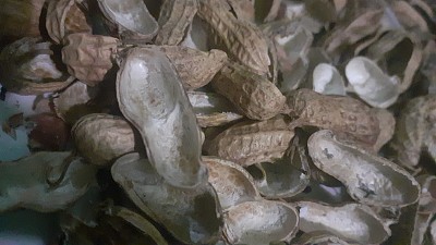 花生壳滑滑的，真的可以吃吗？