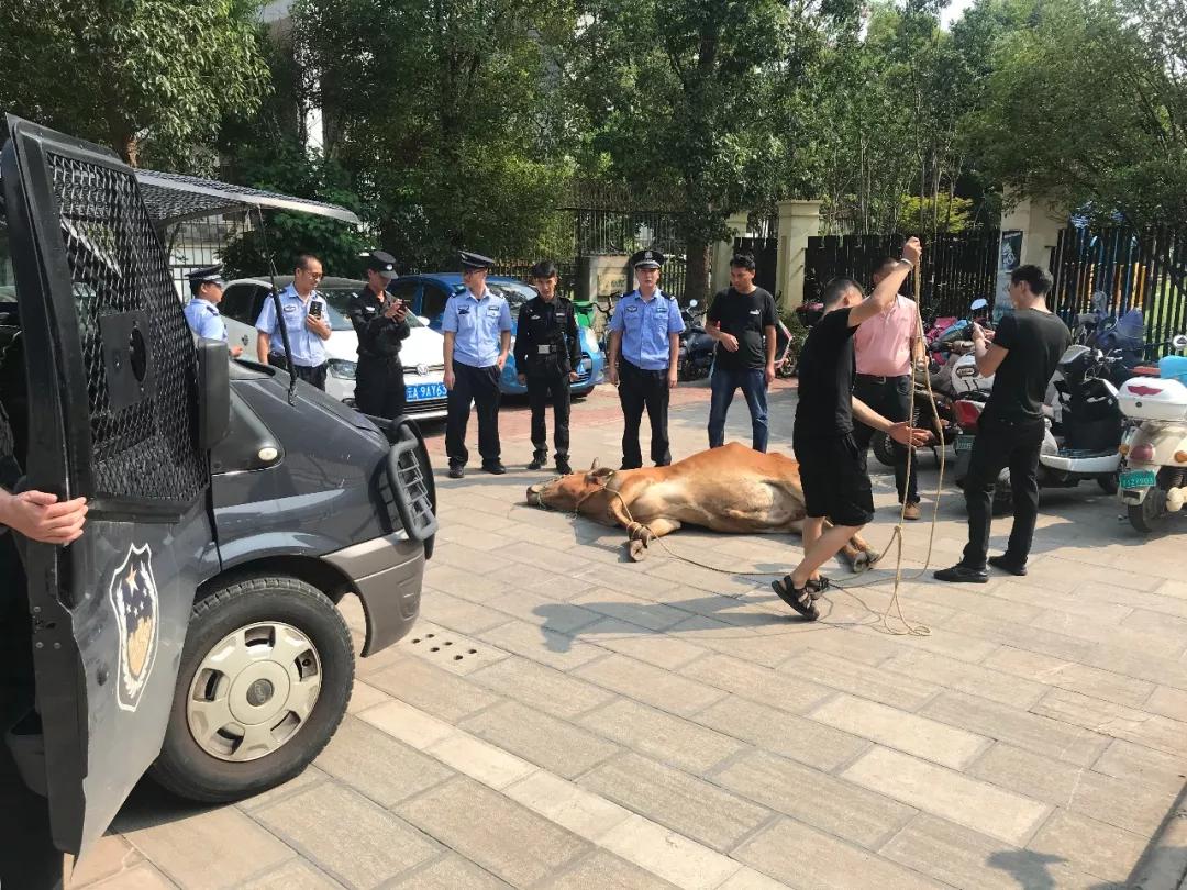 疯狂失控，疯牛乱窜撞行人被毙的电影故事深度解析