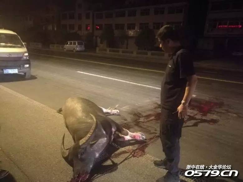 疯牛撞死人视频，事件背后的反思与启示