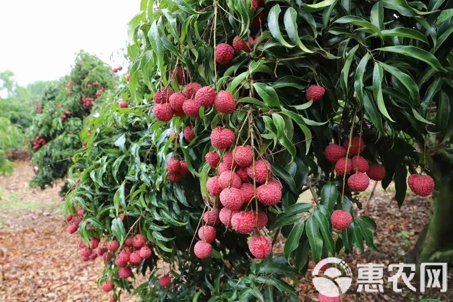 荔枝王能否种植？全面解析荔枝王的种植技术与条件