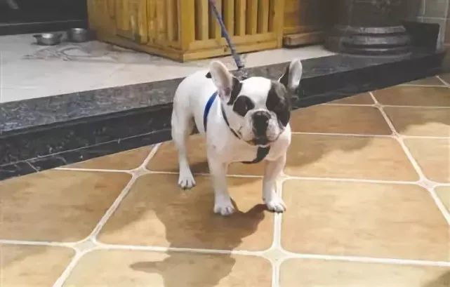 狗咬后过了三个月就安全了吗？深度解析犬伤潜伏期与安全性